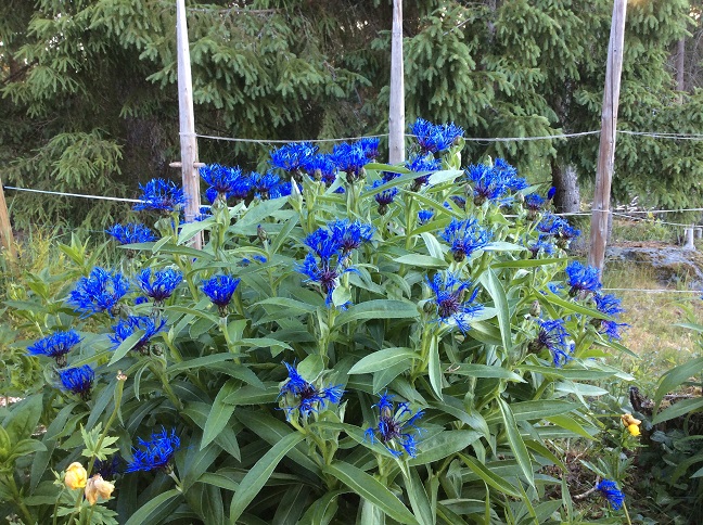 Vuorikaunokki kukkii sinisenä. Jopa siinä määrin, että sitä pitää kiskoa kukkapenkeistä pois.